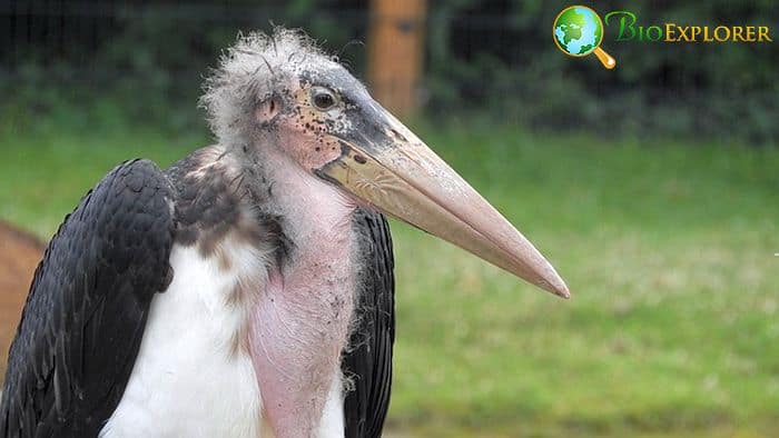What Eats Flamingos? Marabou Storks What Eats Flamingos? Marabou Storks