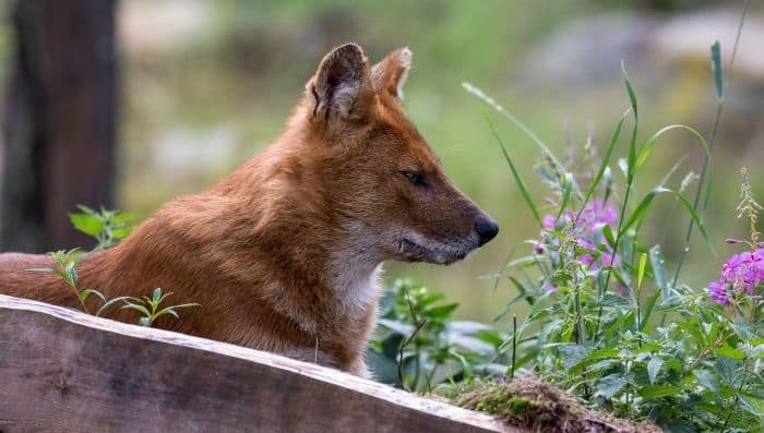 What Eats Gees Golden Langur? Asiatic Wild Dogs What Eats Gees Golden Langur? Asiatic Wild Dogs