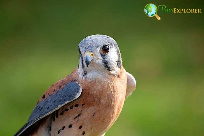 What Eats Goldfinches American Kestrels? What Eats Goldfinches American Kestrels?