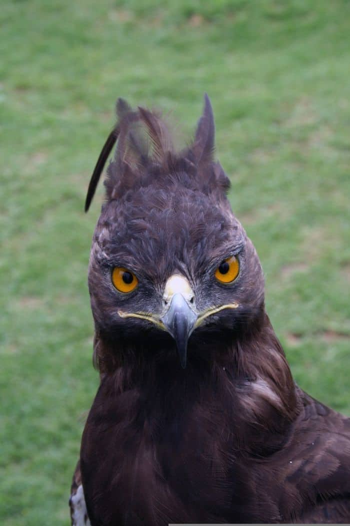 What Eats Gray Cheeked Mangabeys? Crowned Eagles