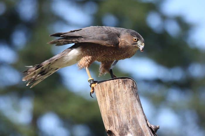 What Eats Great Tailed Grackles Coopers Hawk? What Eats Great Tailed Grackles Coopers Hawk?