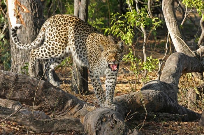 What Eats Grivet Monkeys? What Eats Grivet Monkeys?