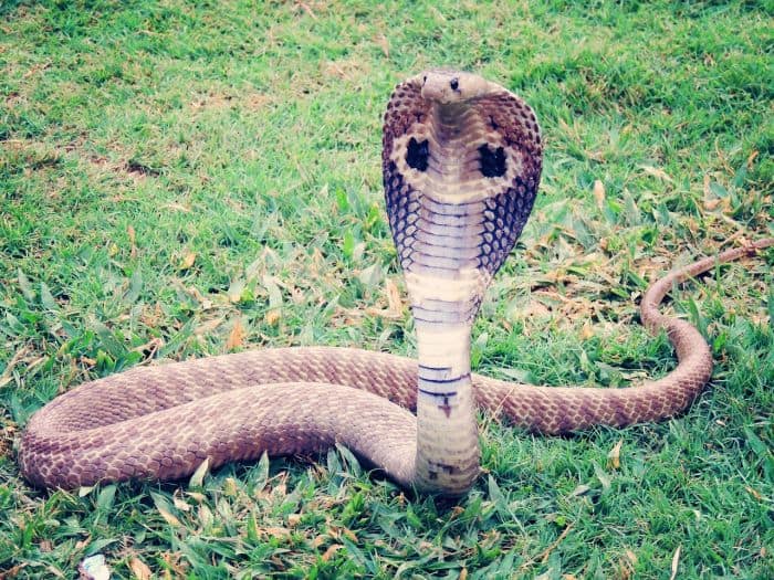 What Eats Guianan Weeper Capuchins? (Cobras)