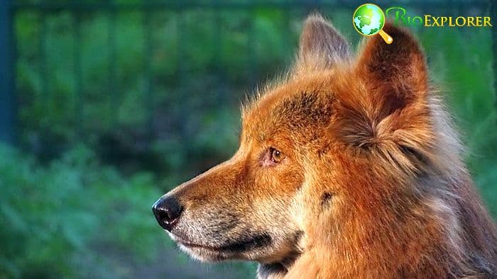 What Eats Kangaroos Dingoes? What Eats Kangaroos Dingoes?