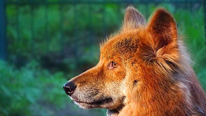 What Eats Koalas? Australian Dingoes What Eats Koalas? Australian Dingoes