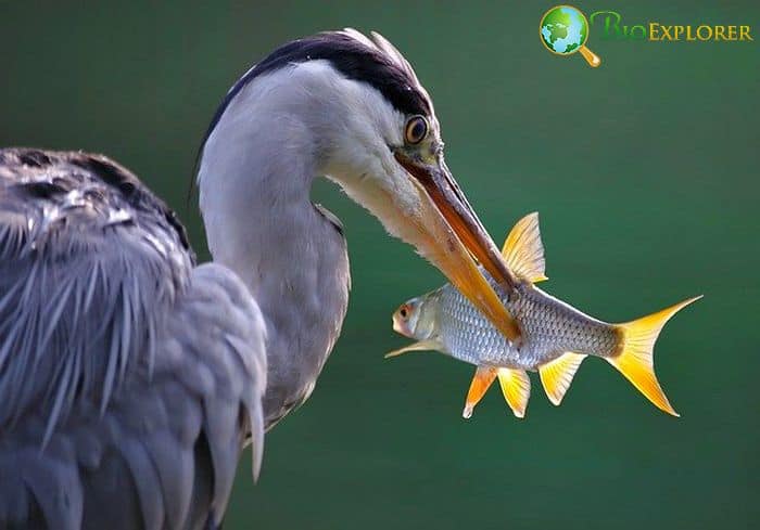 What Eats Koi Fish? What Eats Koi Fish?