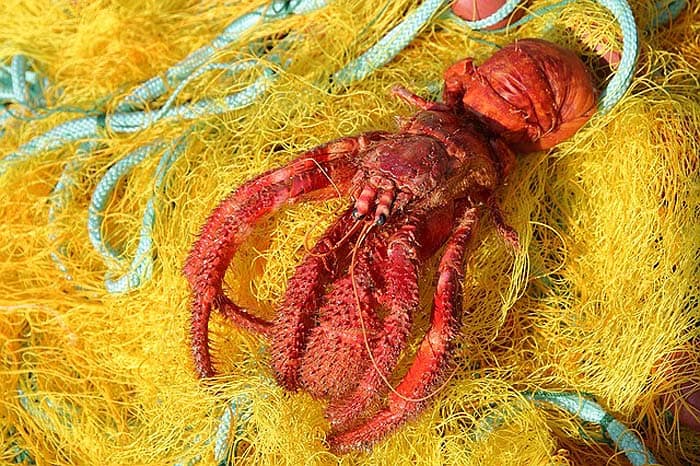 What Eats Lobsters? Humans What Eats Lobsters? Humans