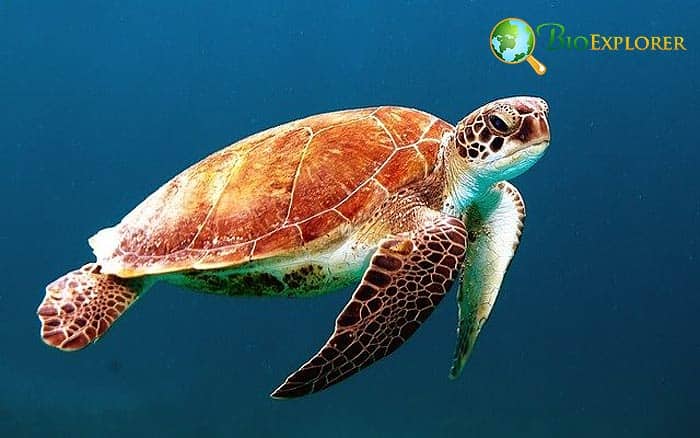 What Eats Minnows? Turtles What Eats Minnows? Turtles