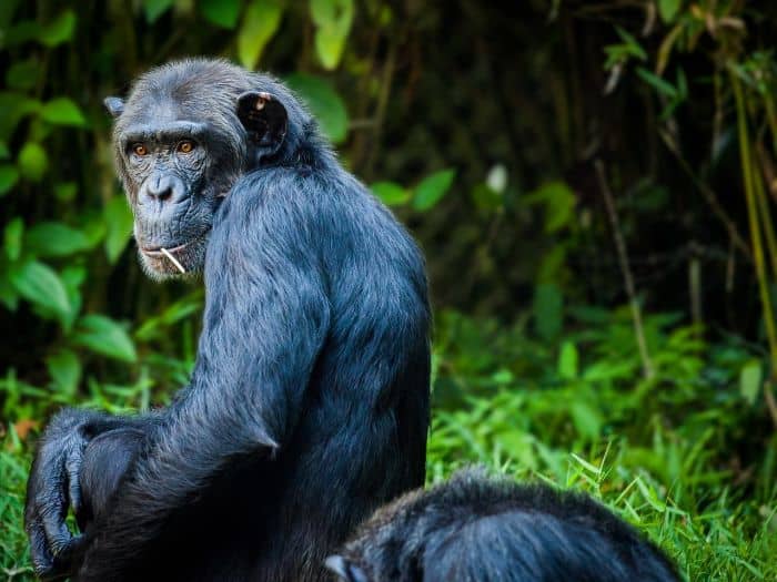 What Eats Olive Colobus Monkeys Chimpanzees? What Eats Olive Colobus Monkeys Chimpanzees?