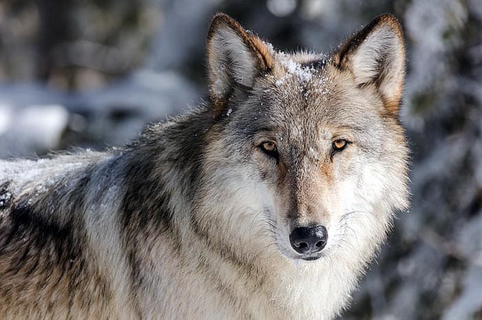 What eats Opossums? Wolf What eats Opossums? Wolf