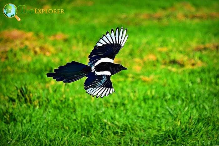 What Eats Orioles? Magpies What Eats Orioles? Magpies