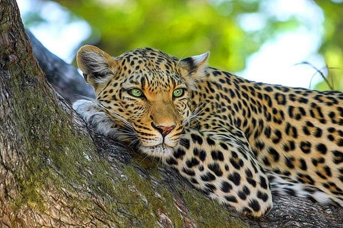 What eats peacocks? Leopards What eats peacocks? Leopards