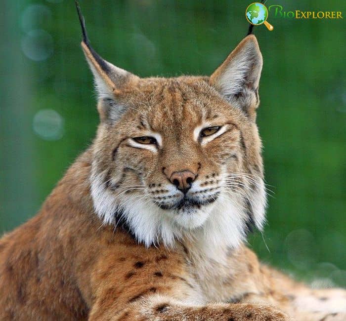 What Eats Porcupines? (Bobcats) What Eats Porcupines? (Bobcats)