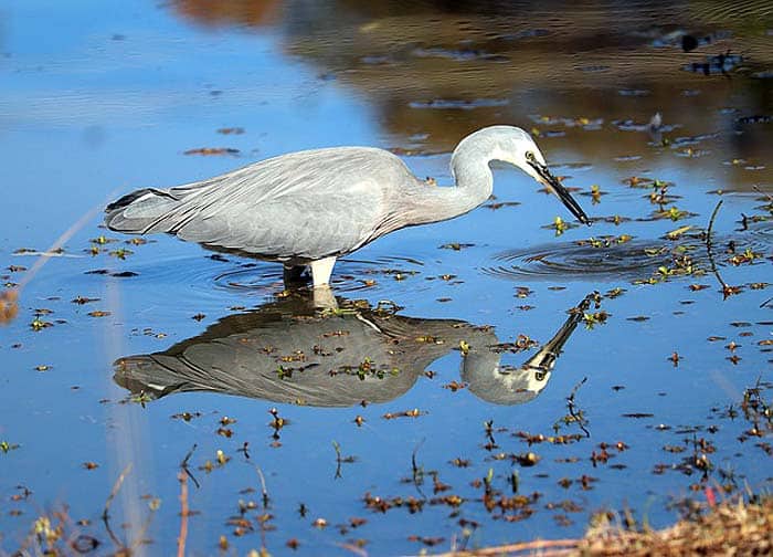 What eats tadpoles? Herons What eats tadpoles? Herons