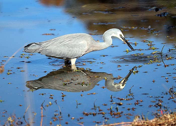 What eats tadpoles? Herons