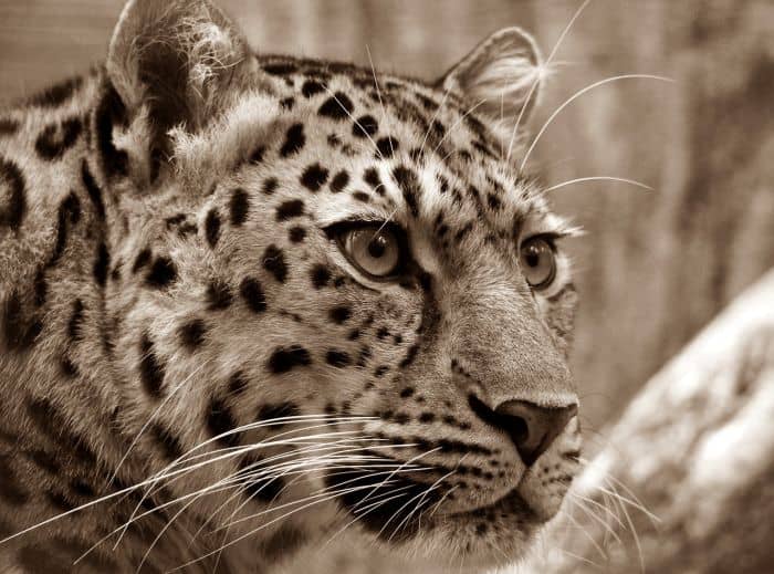 What Eats Tana River Mangabeys Leopards? What Eats Tana River Mangabeys Leopards?