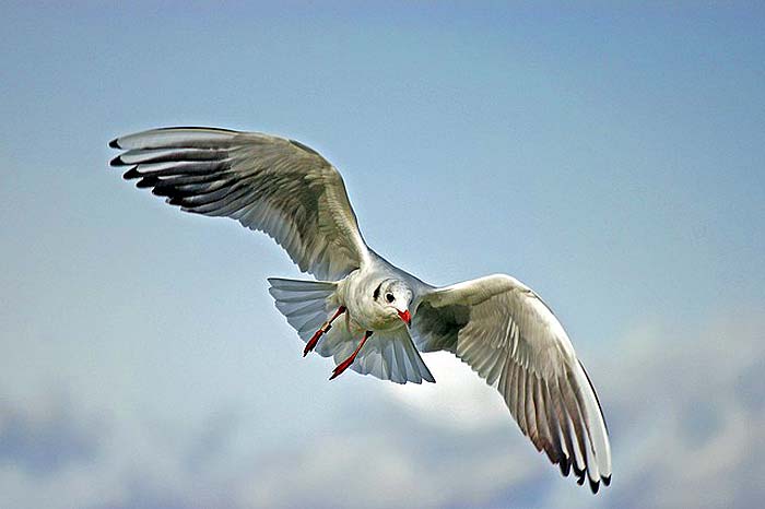 What eats turtles? Seagulls What eats turtles? Seagulls