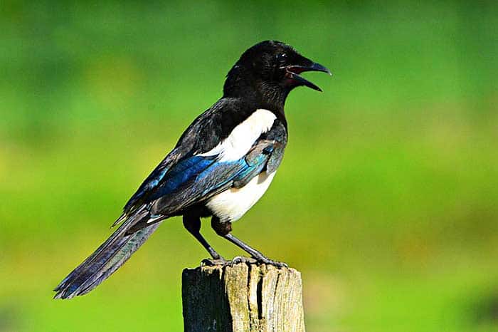 What eats wasps? Magpies What eats wasps? Magpies