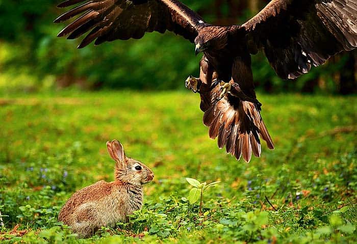 what eats wild rabbits? what eats wild rabbits?