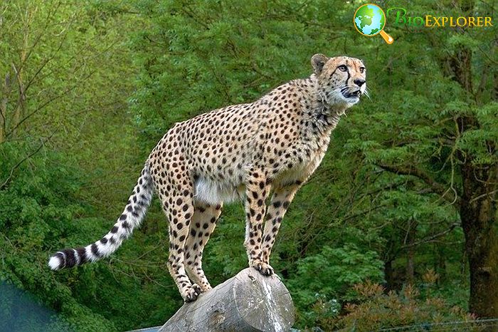 What Eats Zebras? Cheetahs What Eats Zebras? Cheetahs