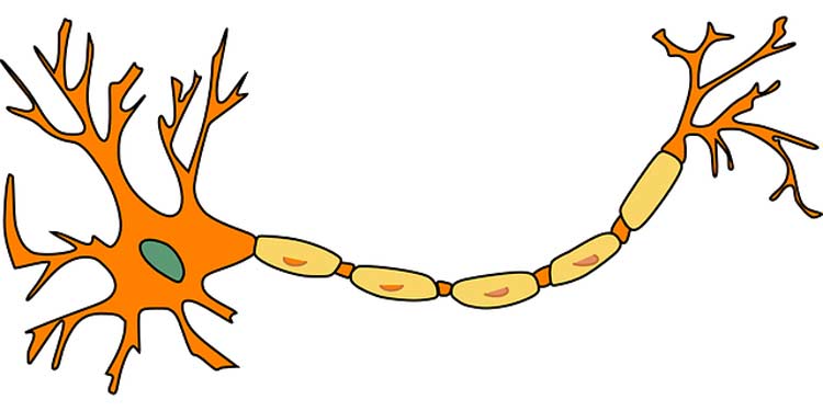 What is a Neuron? What is a Neuron?