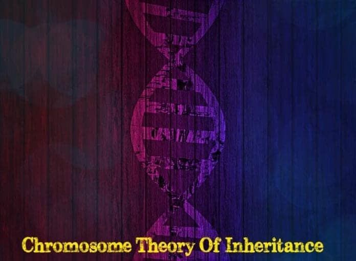 What is the chromosome theory of inheritance?