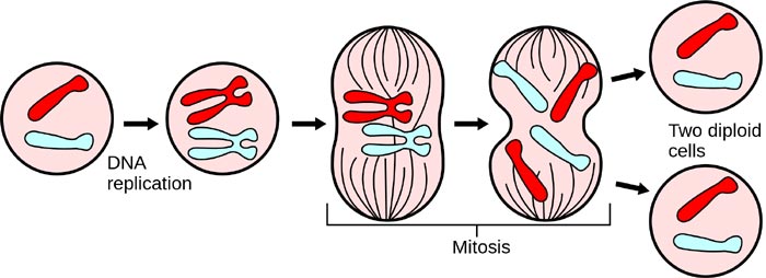 mitosis steps