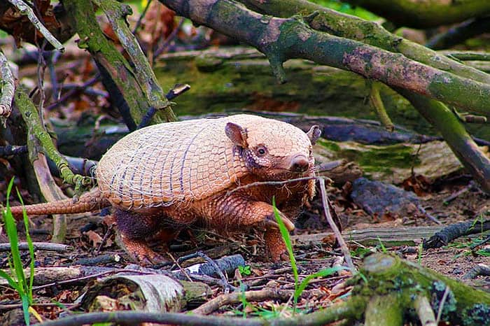 are armadillos nocturnal are armadillos nocturnal