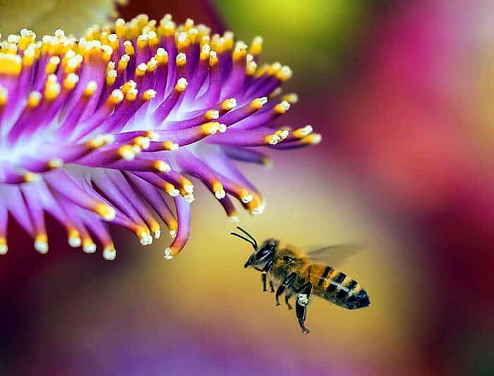 When Do Bees Eat? When Do Bees Eat?