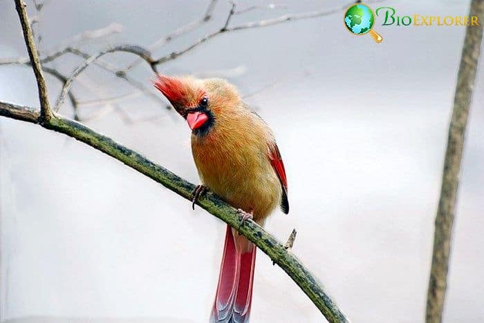 When Do Cardinals Eat? When Do Cardinals Eat?