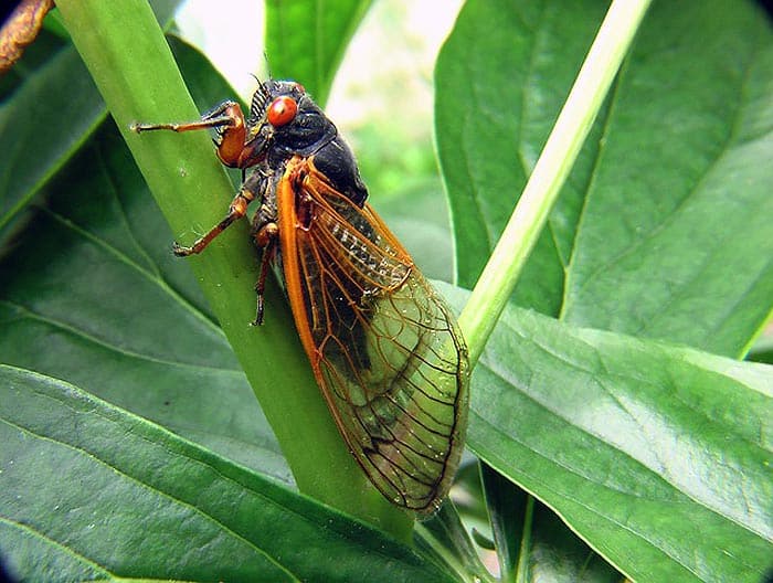 When Do Cicadas Eat?