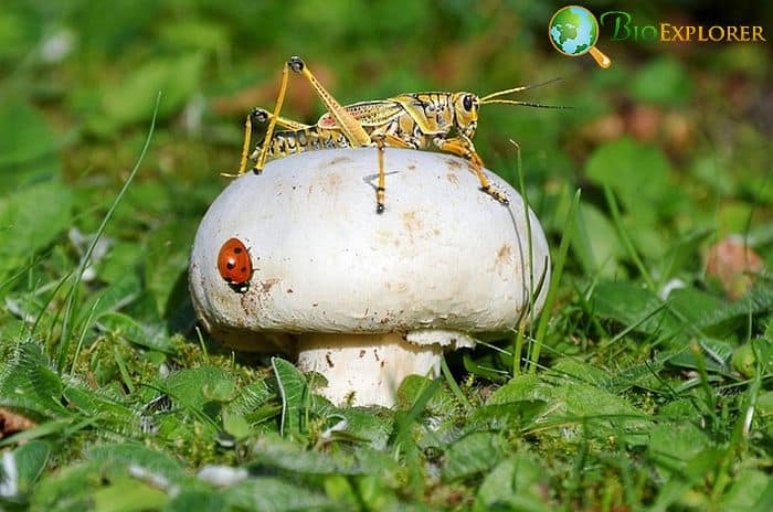 When Do Crickets Eat? When Do Crickets Eat?