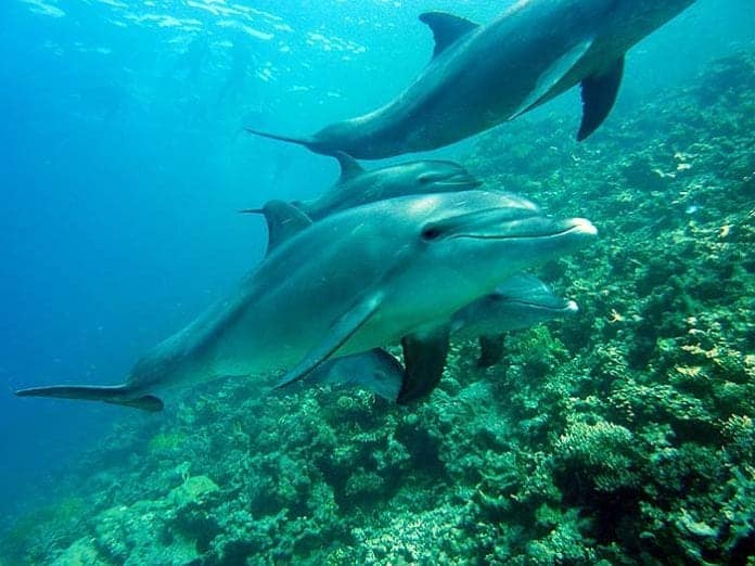 What Do Dolphins Eat? Dolphin Diets By Types Biology Explorer