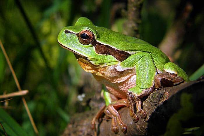 when do frogs eat? when do frogs eat?