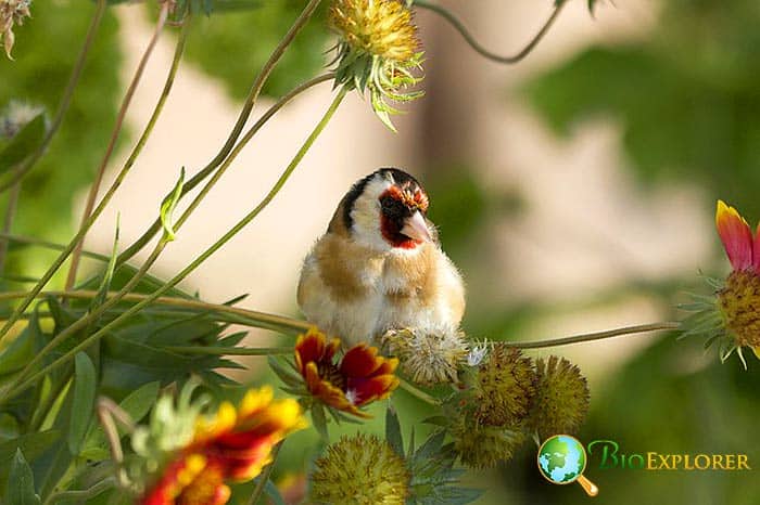 When Do Goldfinches Eat? When Do Goldfinches Eat?