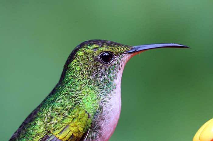 when do hummingbirds eat? when do hummingbirds eat?