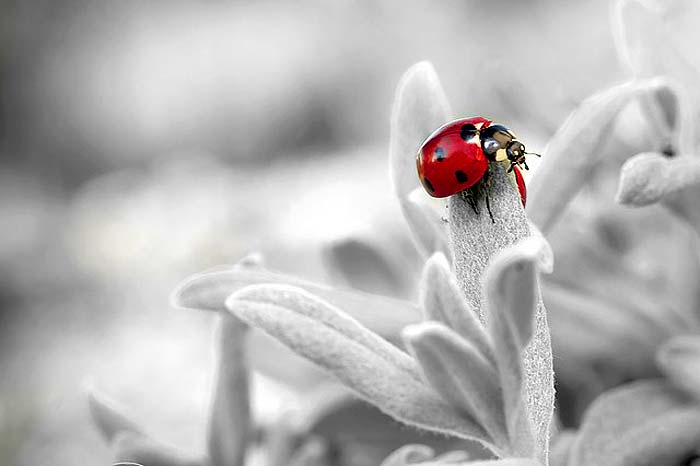When Do Ladybugs Eat? When Do Ladybugs Eat?