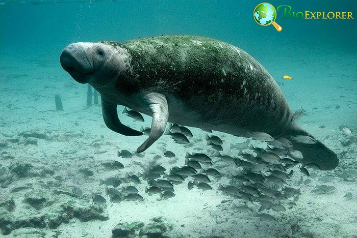 When Do Manatees Eat? When Do Manatees Eat?