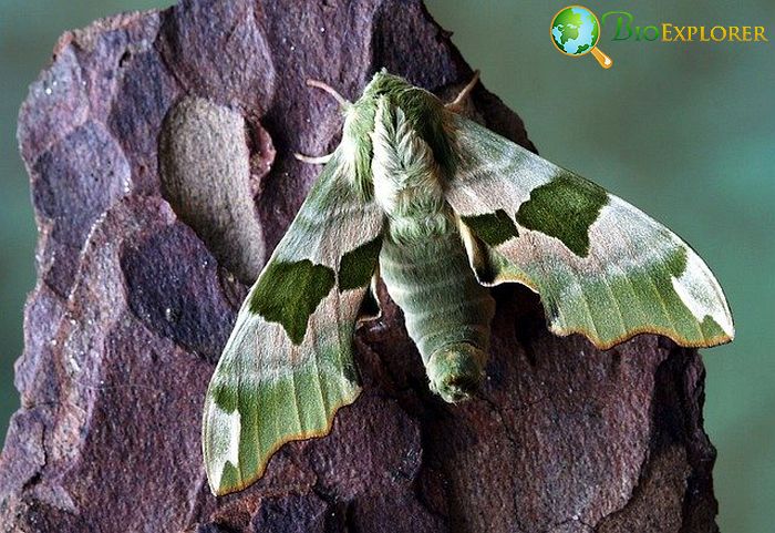 When Do Moths Eat? When Do Moths Eat?