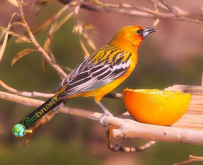 When Do Orioles Eat? When Do Orioles Eat?