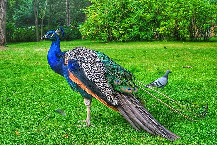 When do peacocks eat?