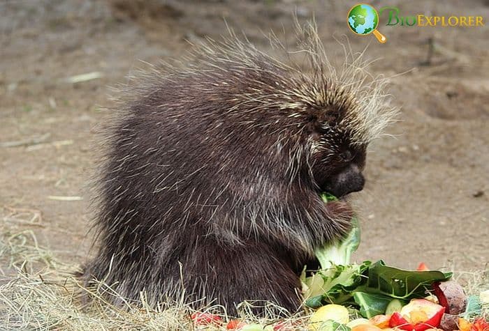 When Do Porcupines Eat? When Do Porcupines Eat?