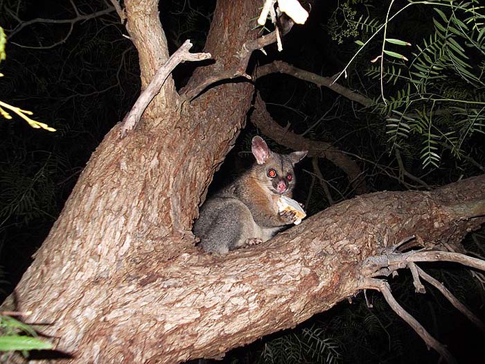 When Do Possums Eat? When Do Possums Eat?