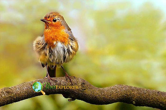 European robin guide: diet, habitat and species facts - Discover