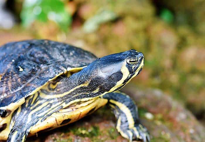 When do turtles eat? When do turtles eat?
