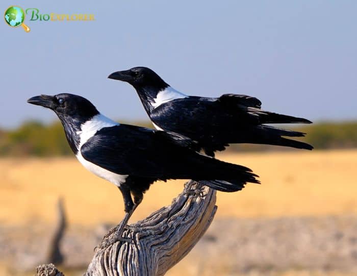 where can you spot pied crows? where can you spot pied crows?