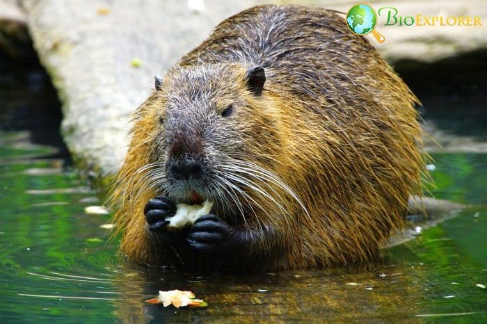 Where do beavers fit in the animal kingdom? Where do beavers fit in the animal kingdom?