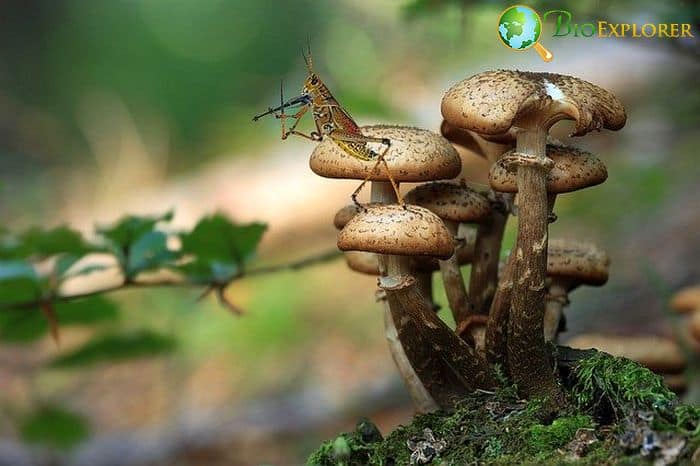 Where Do Crickets Fit In Food Chain?