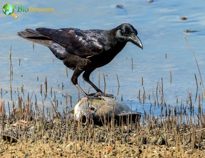 where do fish crows live? where do fish crows live?