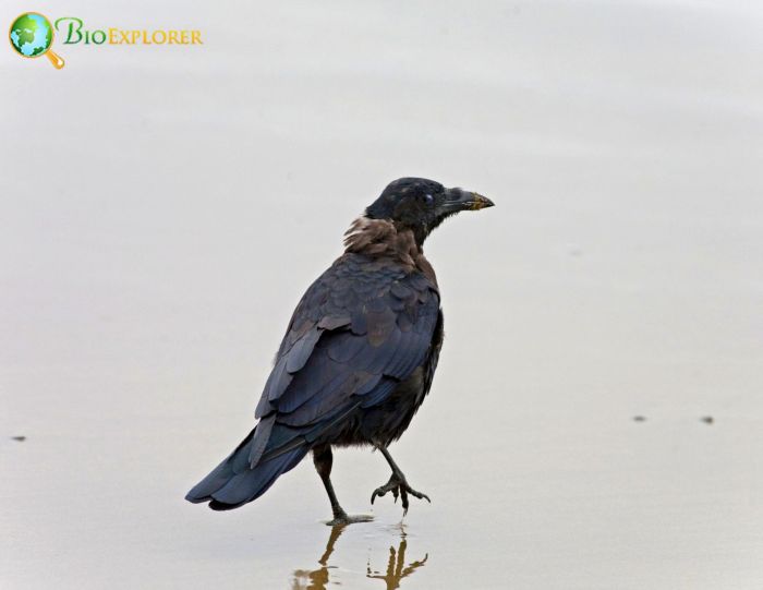 where is the northwestern crow? where is the northwestern crow?